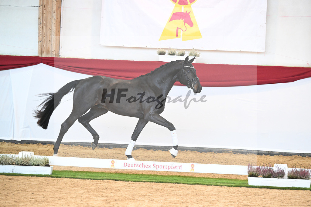 Kat-Nr. 58 Zauberlehrling PS x Escolar_Sprehe_47240821 | hf-fotografie - Realizzato con Pictrs.com