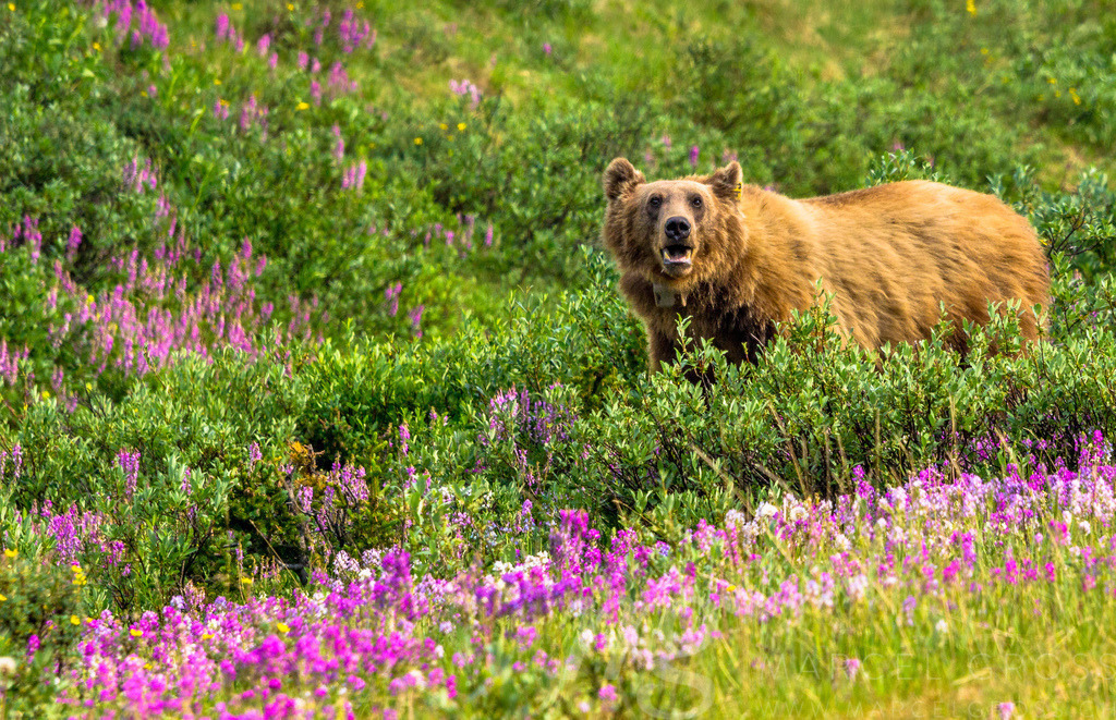 Grizzly Bear in flower field on Icefields Parkway | Grizzly Bear on Icefields Parkway near Lake Louise, Banff National Park, Canada - Realisiert mit Pictrs.com