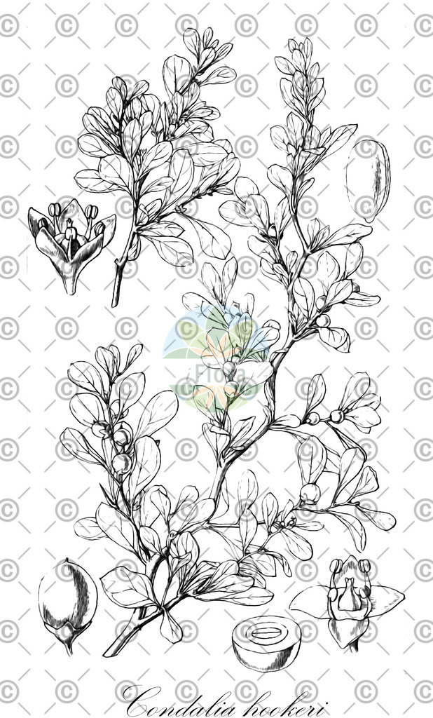 HistAbb_wfo-0000919519_1_ENZY_Simple | Historische Abbildung von Condalia hookeri - Rhamnaceae | Historical Illustration of Condalia hookeri - Rhamnaceae
