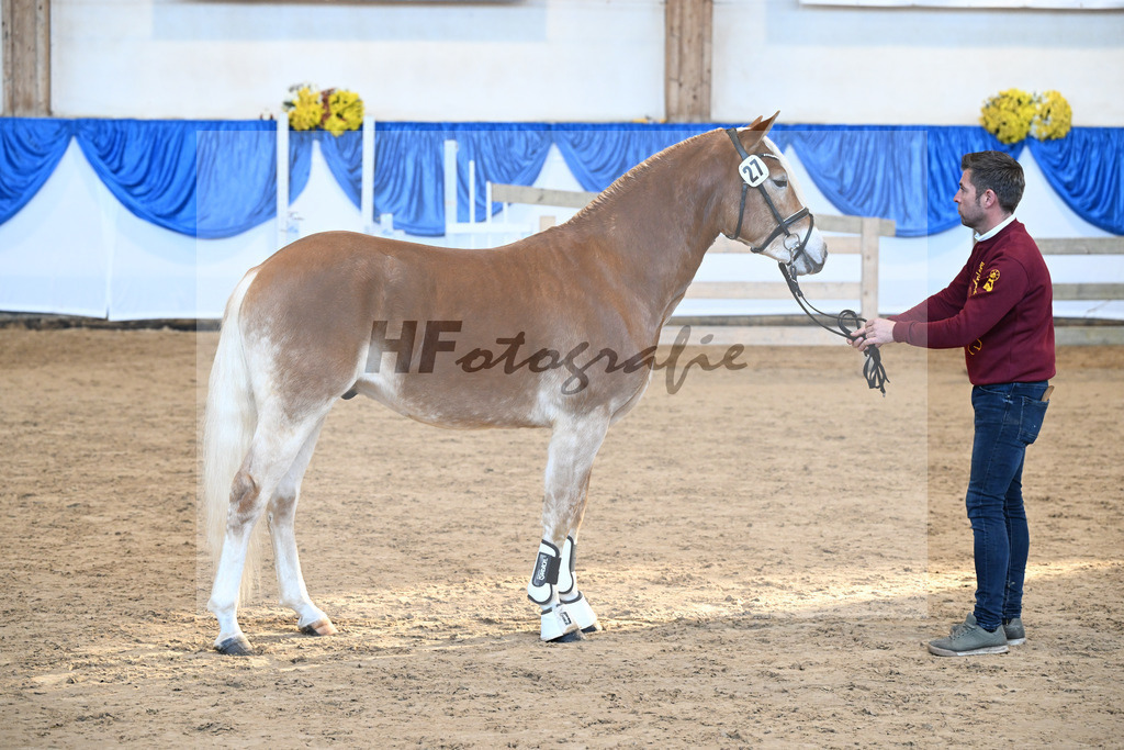 Kat-Nr. 27 Starkuri L v. Starino I_ZG Leeling_48250546 | hf-fotografie - Realisiert mit Pictrs.com