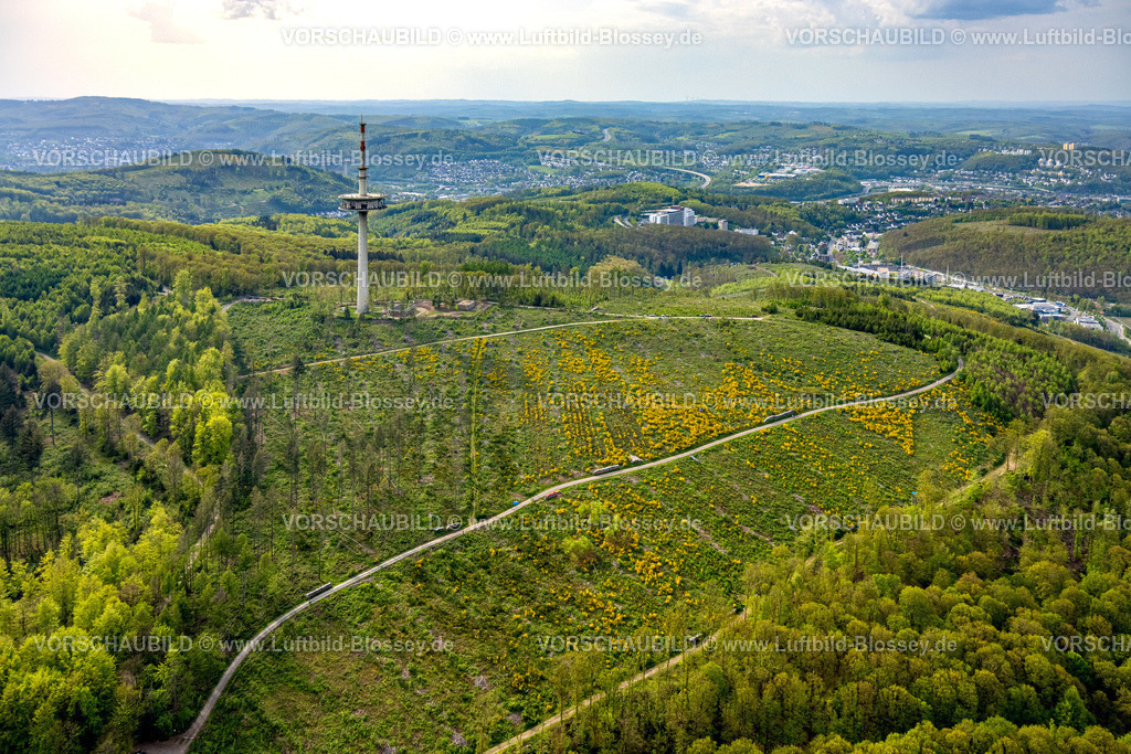Siegen240502431Eisern_Ginster | Luftbild, Wiesen und Felder Hügellandschaft mit Ginsterblüte, Fernmeldeturm Eisernhardt Sendeturm, Fernsicht, Eisern, Siegen, Siegerland, Nordrhein-Westfalen, Deutschland