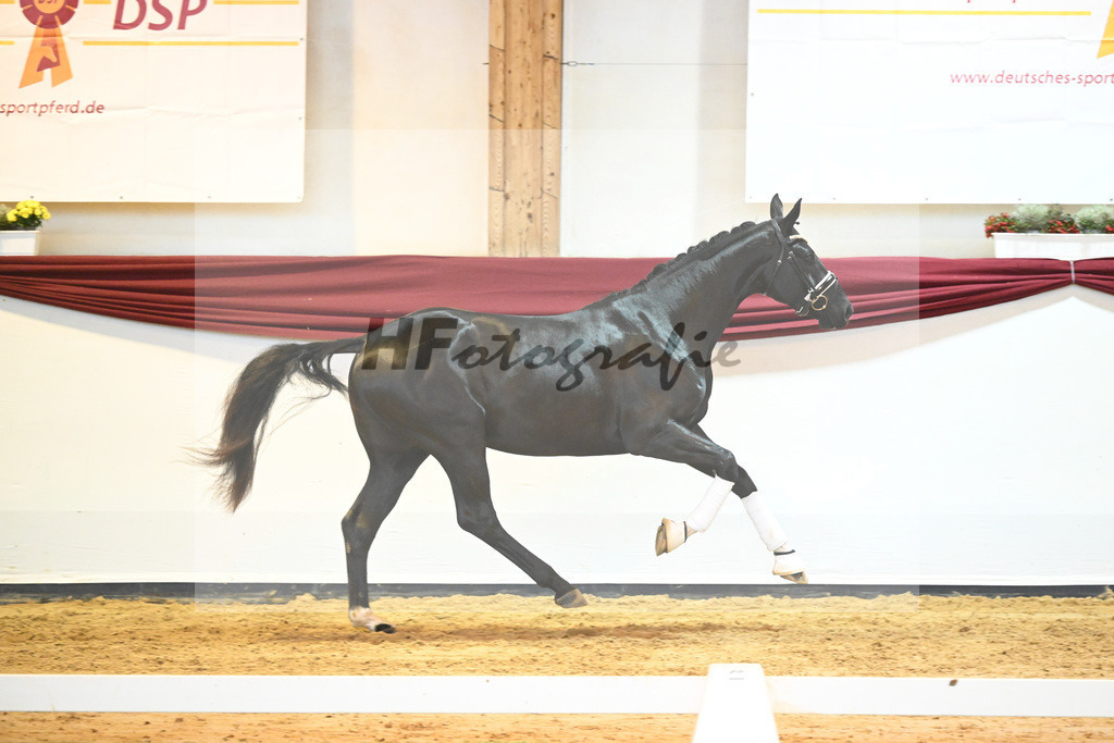 Kat-Nr. 65 v. De Niro Gold_Rohrmoser_66222291 | hf-fotografie - Realisiert mit Pictrs.com