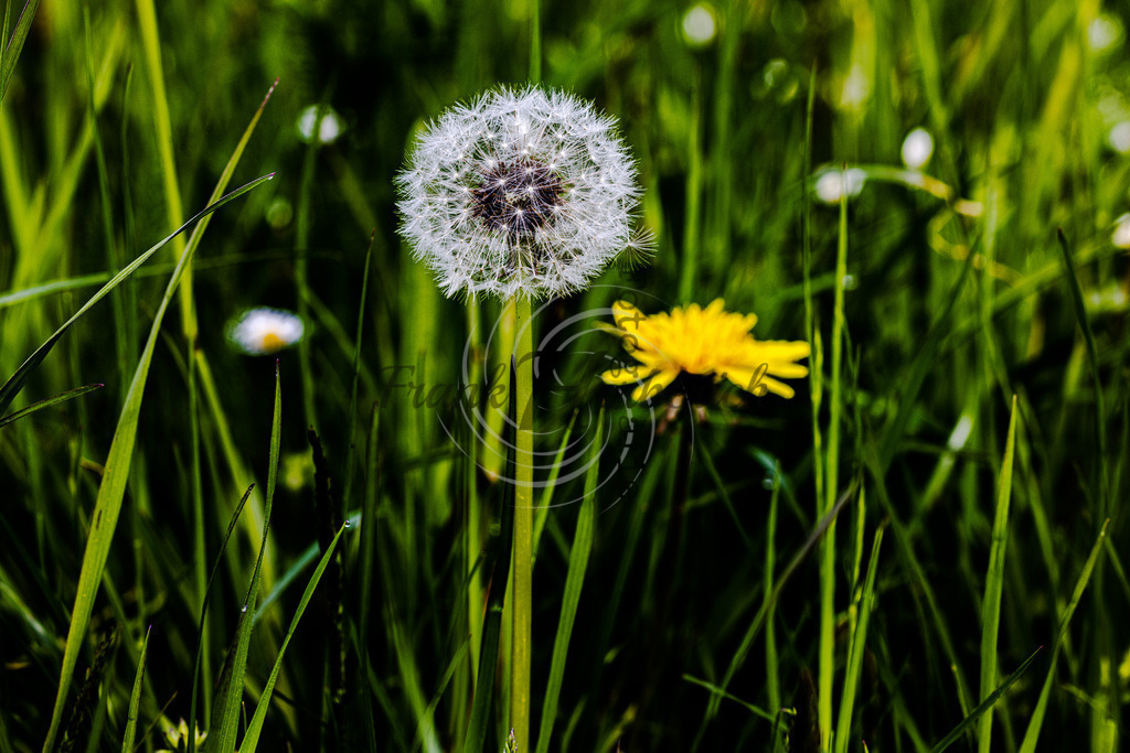 2023_05_06_7595f | Frank Herberich Fotografie, Frank Herberich, Fotografie, Hochzeit, Portrait, St. Peter Ording, Ording, Westerhever, Nordsee, Frank Fotografie, Hardheim,  Odenwald,Walldürn, Band,Eventfotografie - Realized with Pictrs.com