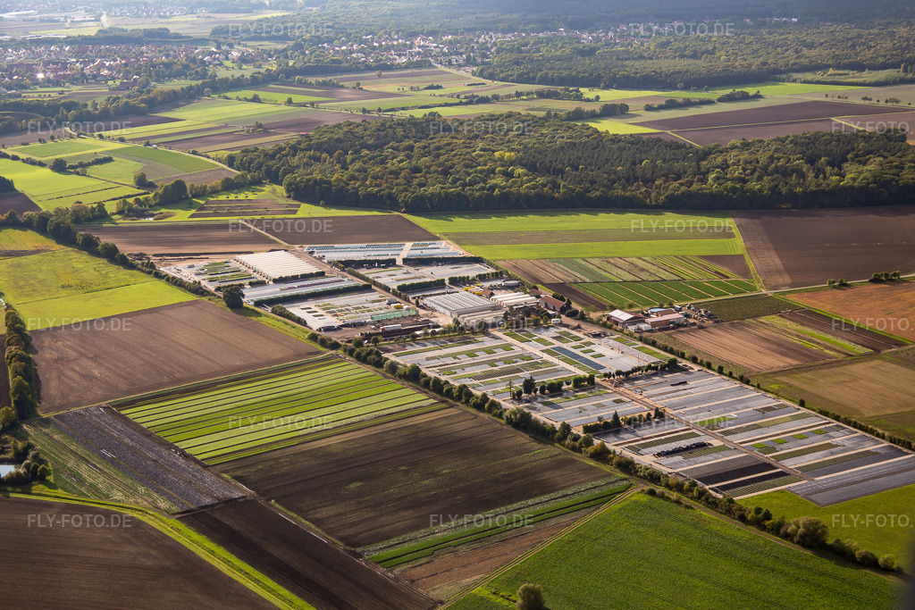 Luftbild: Gärtnerei Dieter Denze in Gochsheim im Bundesland Bayern in Deutschland. Foto: IMG_073858.jpg vom 27.09.2014 durch Werner Riehm/FLY-FOTO.de