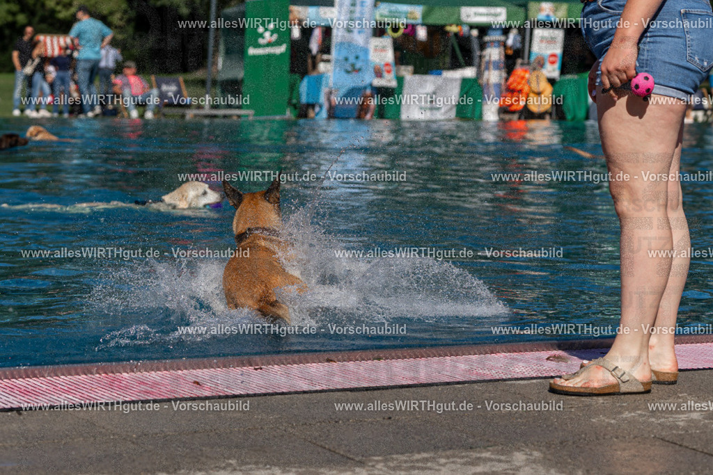 Hundeschwimmen_Volksbad_2026-allesWIRTHgut_Tierfotografie-2609061123-FAY06223 | Professionelle Tierfotografie in Mönchengladbach von Daniel Wirth (allesWIRTHgut). Liebevolle & natürliche Bilder von Hunden & Katzen für unvergessliche Erinnerungen.