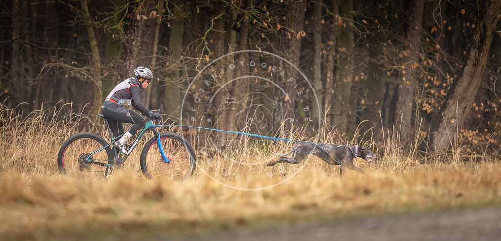 DV3A3302 | Hundefotografie, Tierfotograf, Pfotenfotografie, Fotoshooting Hund, Hunde Portrait, Hundesport, Hundeportraits, Heideshooting, Hunde, Sportfotograf, Hundefotograf, Turnierhundsport, THS,  - Realisiert mit Pictrs.com
