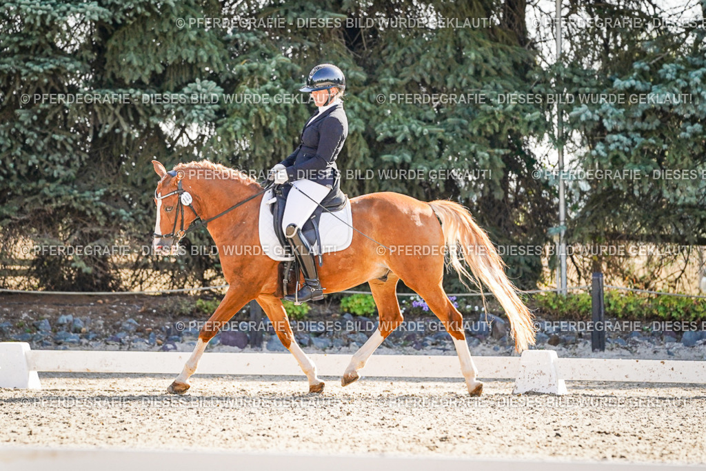 DSC09980 | Pferdegrafie