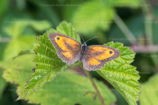 201920 | Tierfotografie, Tierkalender, Tierbilder, Insekten, Spinnen, Vögel, Schmetterling, Libellen, Leinwand, Colorkey, Qualität, Geschenkartikel, Geschenk - Realisiert mit Pictrs.com