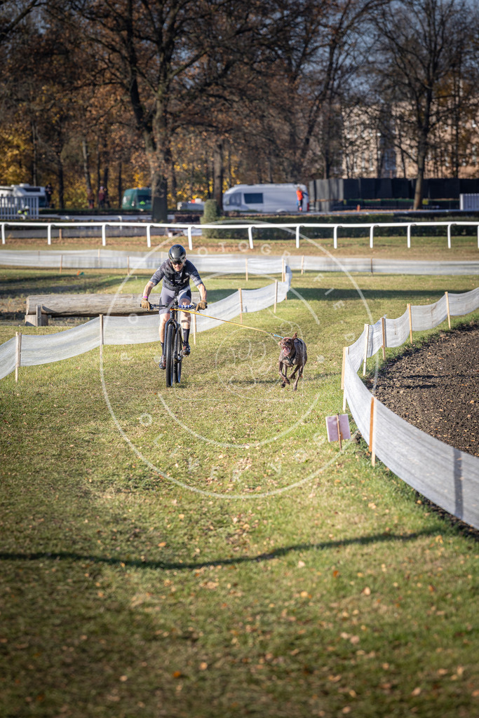 CaniXpix_DV3A2444 | Hundefotografie, Tierfotograf, Pfotenfotografie, Fotoshooting Hund, Hunde Portrait, Hundesport, Hundeportraits, Heideshooting, Hunde, Sportfotograf, Hundefotograf, Turnierhundsport, THS,  - Realisiert mit Pictrs.com