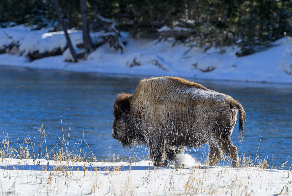 2024-171 | Ein Bison marschiert durch tiefen Schnee am Ufer des Madison River. - Realisiert mit Pictrs.com