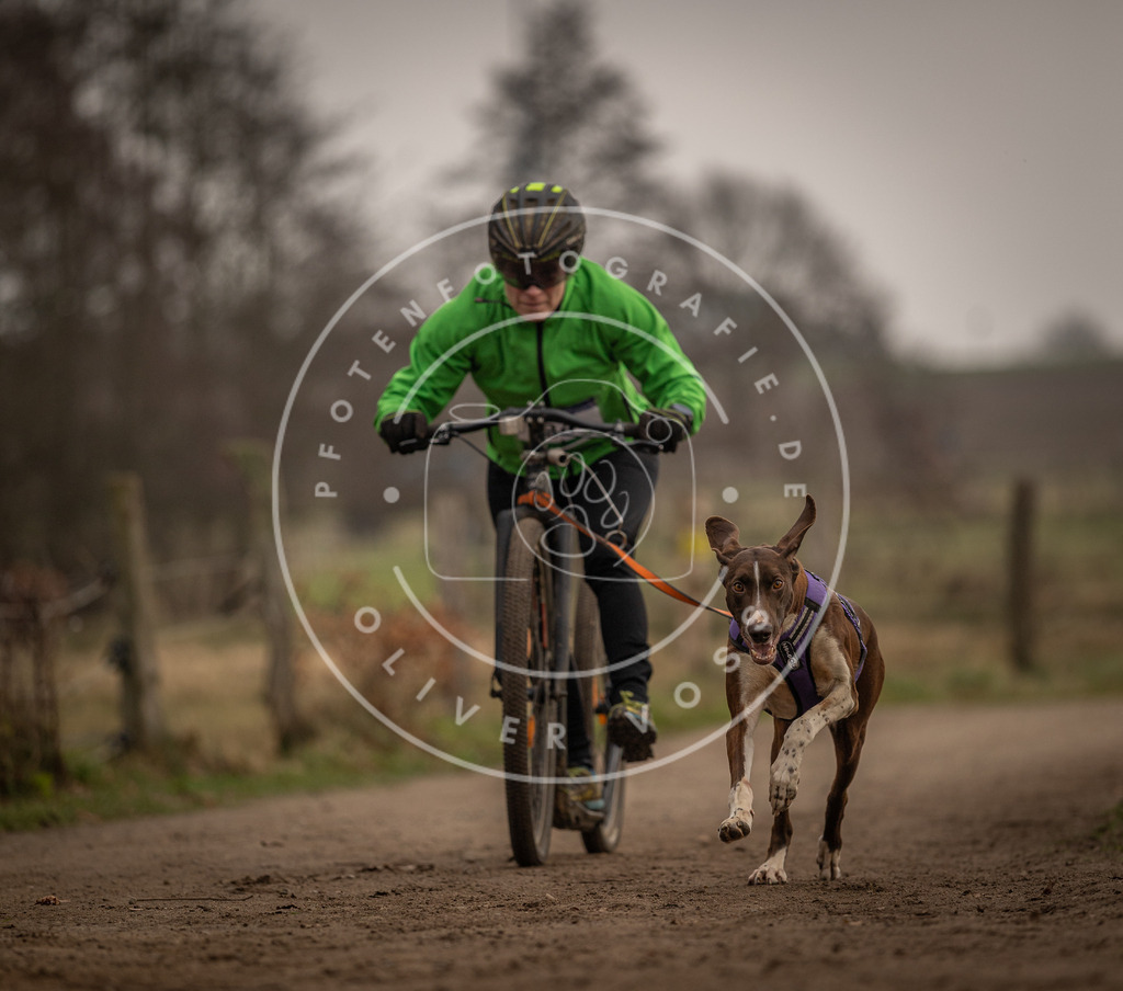 Pfotenfotografie_DV3A4045 | Hundefotografie, Tierfotograf, Pfotenfotografie, Fotoshooting Hund, Hunde Portrait, Hundesport, Hundeportraits, Heideshooting, Hunde, Sportfotograf, Hundefotograf, Turnierhundsport, THS,  - Realisiert mit Pictrs.com