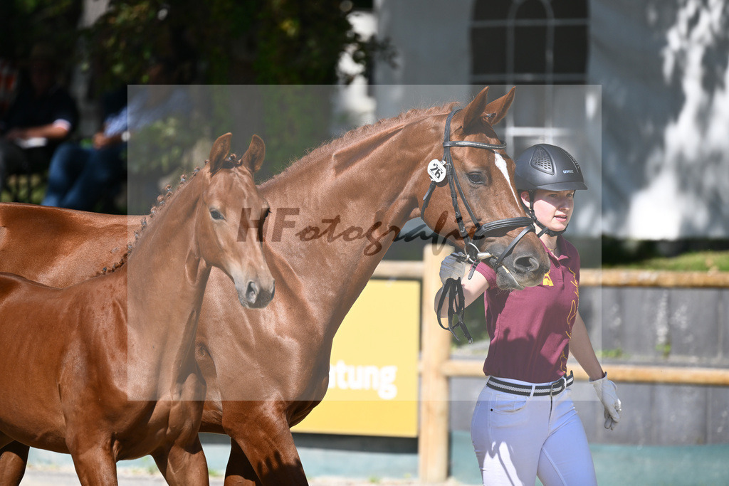 Praesentation Auktionsfohlen_36230225 | hf-fotografie - Realisiert mit Pictrs.com