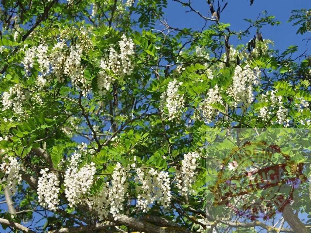 Black locust tree blooming with white flowers against blue sky | White acacia flowers hanging on branches with green leaves against a clear blue sky, creating a beautiful natural scene - Realisiert mit Pictrs.com