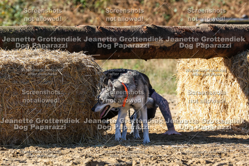 Dog Paparazzi - Strongdog 10-25-2404 | Dog Paparazzi Jeanette Grottendiek Fotografie & Videografie - Realisiert mit Pictrs.com