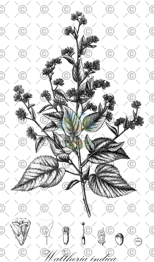 HistAbb_wfo-0000333868_1_ENZY_Simple | Historische Abbildung von Waltheria indica - Malvaceae | Historical Illustration of Waltheria indica - Malvaceae (sleepy morning;basora prieta;hierba del soldado;malva del monte;malva;malva blanca)
