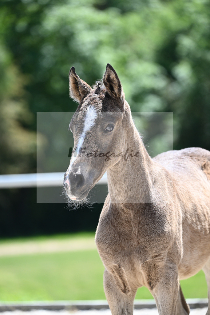Kat-Nr. 22 HF Gold Garant_Koller_16230568 | hf-fotografie - Realisiert mit Pictrs.com