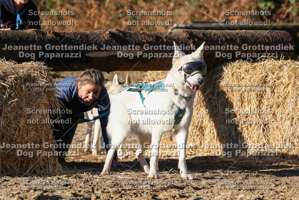 Dog Paparazzi - Strongdog 10-25-1678 | Dog Paparazzi Jeanette Grottendiek Fotografie & Videografie - Realisiert mit Pictrs.com