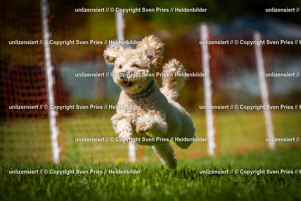 Hunderennen_April_2026_853 | 2026-04-26 - Hunderennen Baden-Oos April 2026 - Realisiert mit Pictrs.com