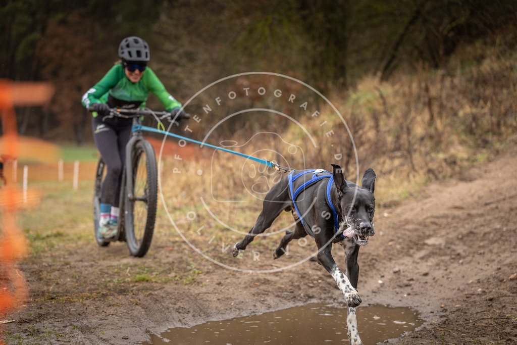DV3A9346 | Hundefotografie, Tierfotograf, Pfotenfotografie, Fotoshooting Hund, Hunde Portrait, Hundesport, Hundeportraits, Heideshooting, Hunde, Sportfotograf, Hundefotograf, Turnierhundsport, THS,  - Realisiert mit Pictrs.com