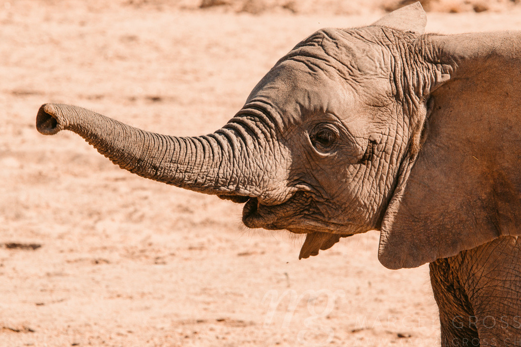 young elephant stetching out its trunk | a baby desert elephant is the key to the survival of these fantastic giants in the Namib Desert - Realisiert mit Pictrs.com
