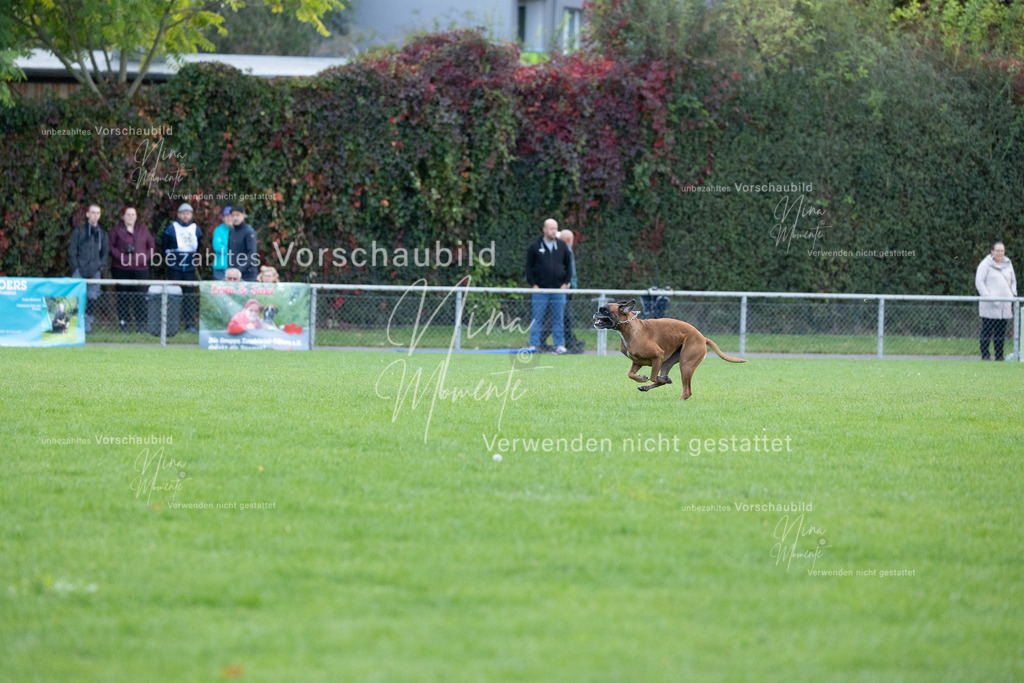 _16A4774 | Einzigartige Fotos von Hunden & Menschen –Actionfotos, Portraits, Vereinsaufnahmen & Paarshootings – authentisch, lebendig & mit Herz.