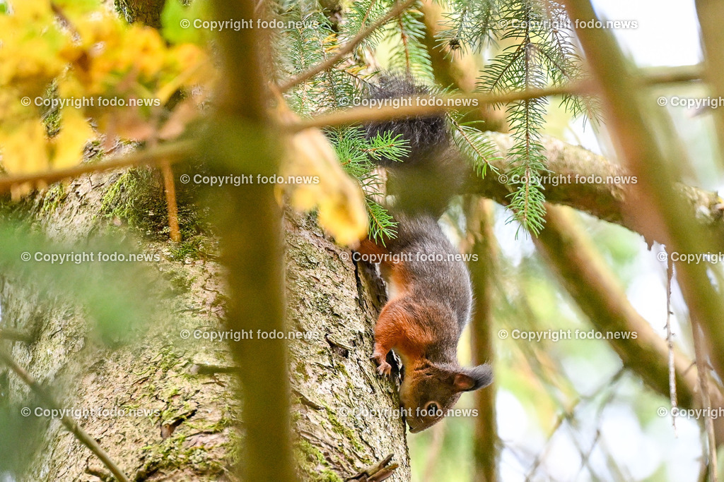Eichhoernchen_ Wildtier_ Waldbewohner_ 26.10.2024-4 | 26.10.2024, Linz, AUT, Tiere im Bild Eichhoernchen, Wildtier, Waldbewohner Die Eichhoernchen (Sciurus) sind eine Gattung der Baumhoernchen (Sciurini) innerhalb der Familie der Hoernchen (Sciuridae). Ein auffälliges Merkmal ist der hochgestellte buschige Schwanz. Die in Mitteleuropa bekannteste Art ist das Eurasische Eichhoernchen, das gemeinhin einfach als Eichhoernchen bezeichnet wird. Alle Eichhoernchen sind Waldbewohner. Quelle: Wikipedia