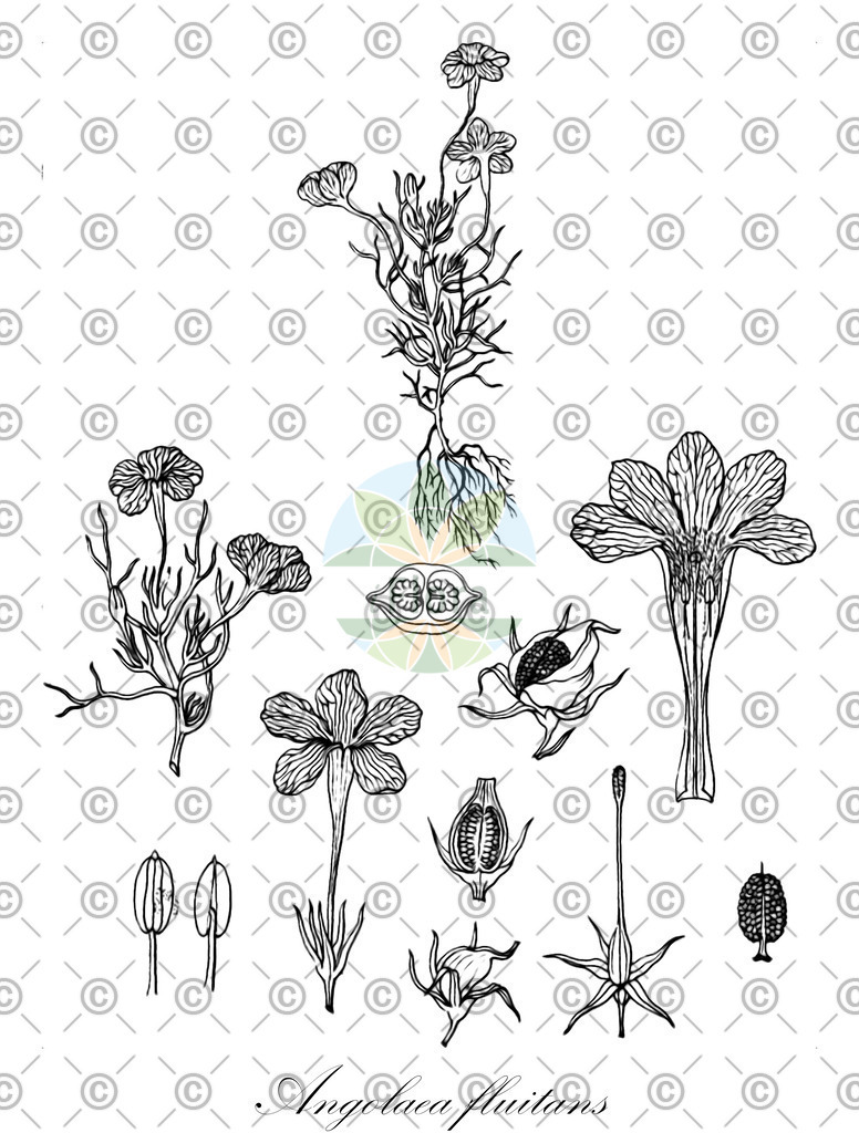 HistAbb_wfo-0000536542_554_ENZY_Simple | Historische Abbildung von Angolaea fluitans - Podostemaceae | Historical Illustration of Angolaea fluitans - Podostemaceae