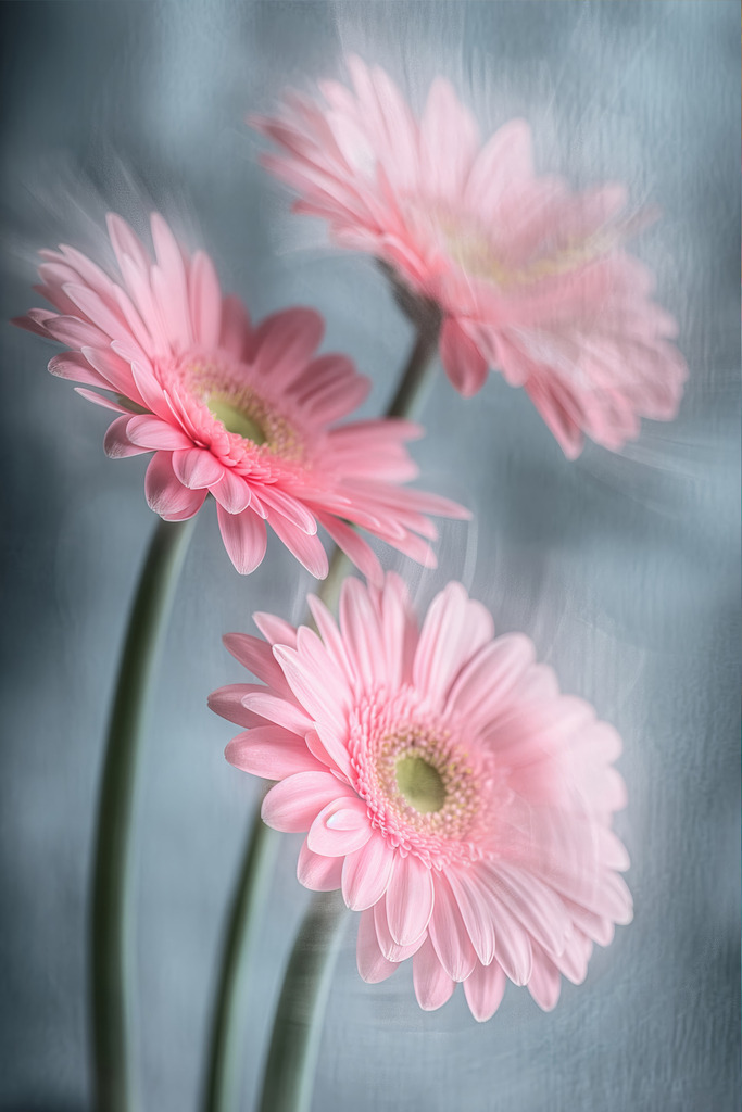 10240637 - Gerberas | Gerberas im Stil einer kreativen Fotografie.