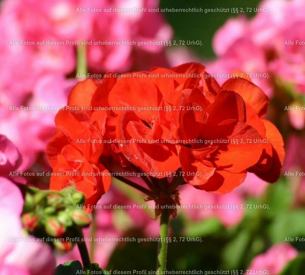 IMG_20180814_184848_724 | krollfotografie - Realisiert mit Pictrs.com