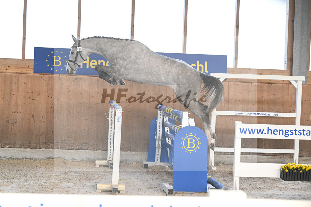 Kat-Nr. 35 Quibertus by HaB Z v. Quiwi Capitol_Tilp_14260973 | hf-fotografie - Realisiert mit Pictrs.com