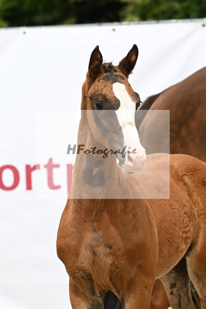 Filox x Borsalino_HF_Geiger_12250574 | hf-fotografie - Realisiert mit Pictrs.com