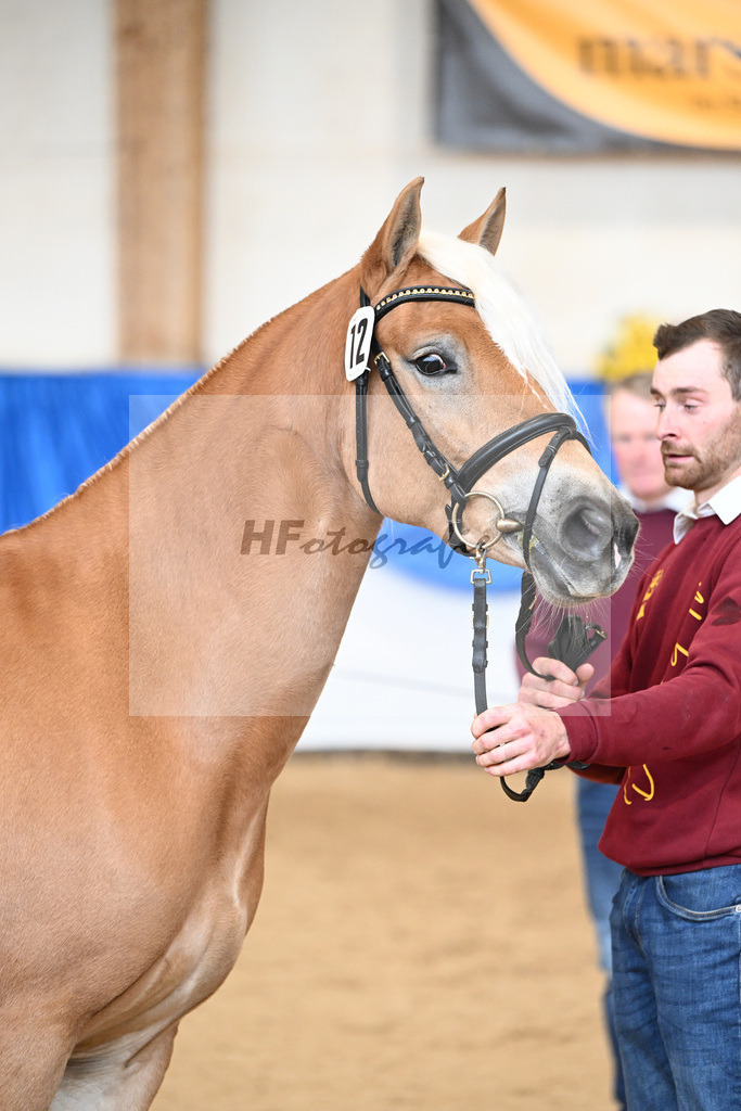 Bl. Band Kat-Nr. 12 Baghira v. Schampus_Czernoch_48251473 | hf-fotografie - Realisiert mit Pictrs.com
