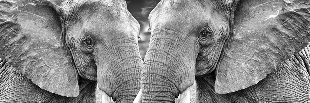 Zwei Elefanten im Close-up (Panorama) | Kenia | Premium-Wandbild im Panorama-Format von justsomewhere.com: Detailreiches Schwarz-Weiß-Porträt von zwei afrikanischen Elefanten im extremen Close-up, deren Köpfe sich in Kenia symmetrisch gegenüberstehen. - Realisiert mit Pictrs.com