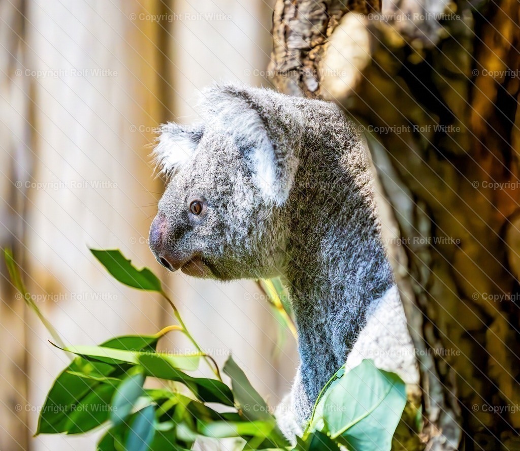 koala1.1 | Rolf Wittke  - Realisiert mit Pictrs.com