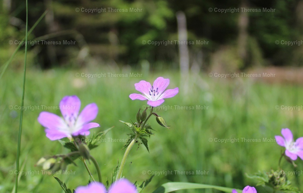 IMG_5298 2 | Naturpuls - Realisiert mit Pictrs.com