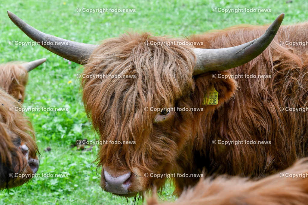 Deutschland_ Baden-Wuerttemberg_ Uhingen_ 27.08.2025-5 | 27.08.2025, Deutschland, GER, Baden-Wuerttemberg, Uhingen im Bild Themenbild, Hochlandrinder, Weidehaltung, robuste Rinderrasse, Naturlandschaft, tiergerechte Haltung, Weidetiere, Landwirtschaft, Weide, Wiese, grasen, nachhaltige Tierzucht, Horntraeger, Biolandwirtschaft, regionale Fleischproduktion, extensiv gehalten, Naturpflege, Landschaftsschutz, tierische Idylle, grasende Rinder, artgerechte Haltung, Stier, Kuh, Kalb, Nassach, Feature, Symbolbild