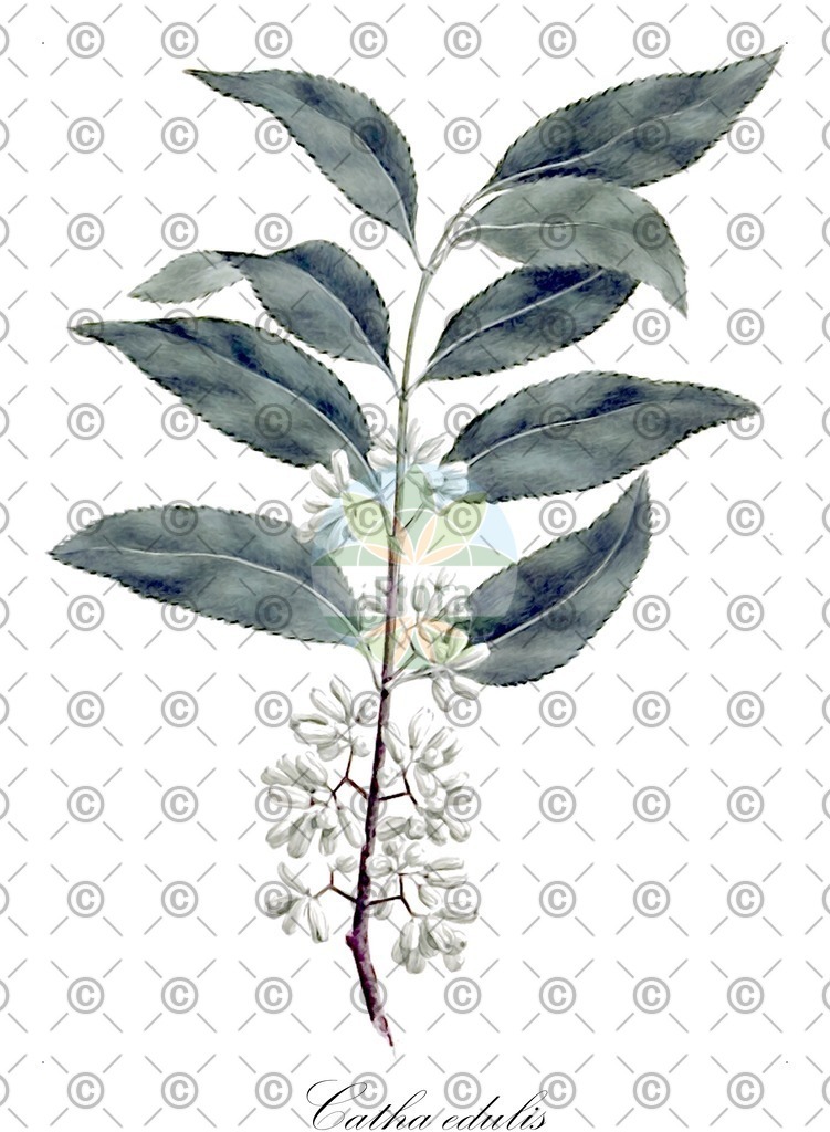 HistAbb_wfo-0000590815_2_ENZY_Simple | Historische Abbildung von Catha edulis - Celastraceae | Historical Illustration of Catha edulis - Celastraceae