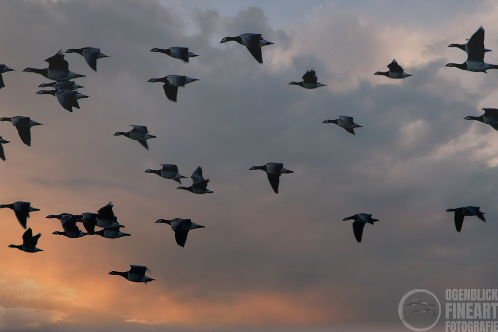 DSC00404 | Björn Thiemann; Ogenblick.de; Fotografie; Photograph; Landscape, Pellworm, Schleswig-Holstein; Inselfotograf; Inselfotografien; Wattenmeer; National-Park; Naturschutzgebiet; Leuchtturm; Lighthouse; Leinwandbilder; Kalender; Pellworm Kalender;  - Realisiert mit Pictrs.com