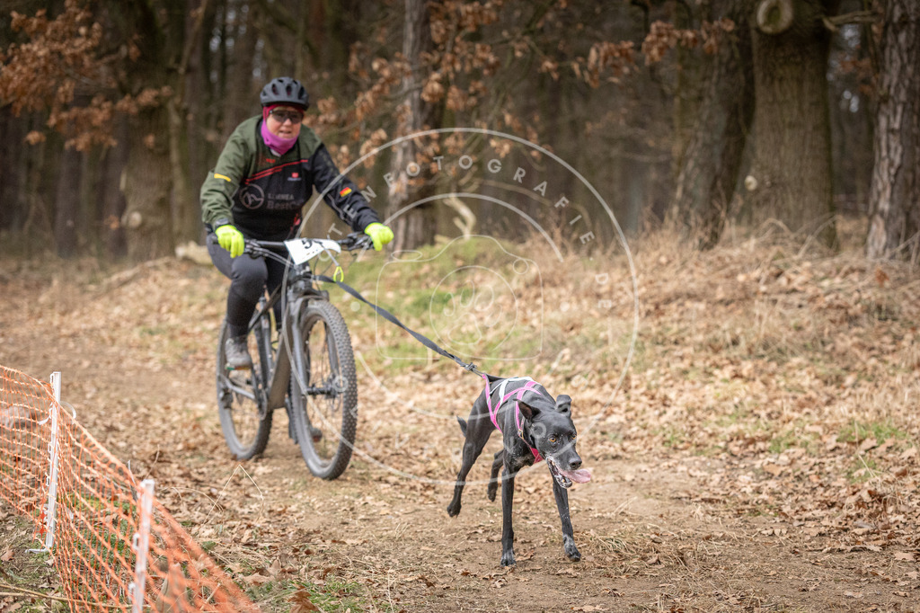 Pfotenfotografie_DV3A1924 | Hundefotografie, Tierfotograf, Pfotenfotografie, Fotoshooting Hund, Hunde Portrait, Hundesport, Hundeportraits, Heideshooting, Hunde, Sportfotograf, Hundefotograf, Turnierhundsport, THS,  - Realisiert mit Pictrs.com