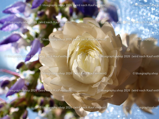titusgraphy_P6167089-vz-ln | titusgraphy-shop: Geschenkideen mit Qualitätsfotos. titusgraphy-shop: gift ideas with quality photos. titusgraphy-shop: idées cadeaux avec photos de qualité.  - Realisiert mit Pictrs.com