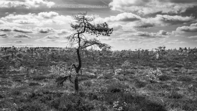 Moor Solitär | Landschaftsfoto schwarz-weiß - Gesehen in der Rhön