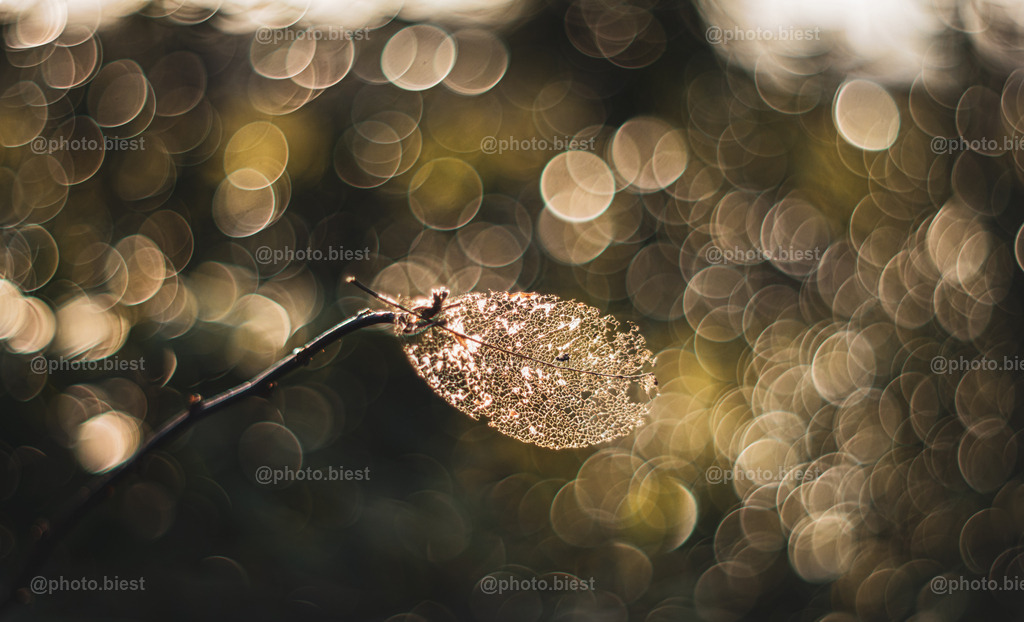 Im Bubblewind | Ein altes Blatt der Magnolie weht im Winde. - Realisiert mit Pictrs.com