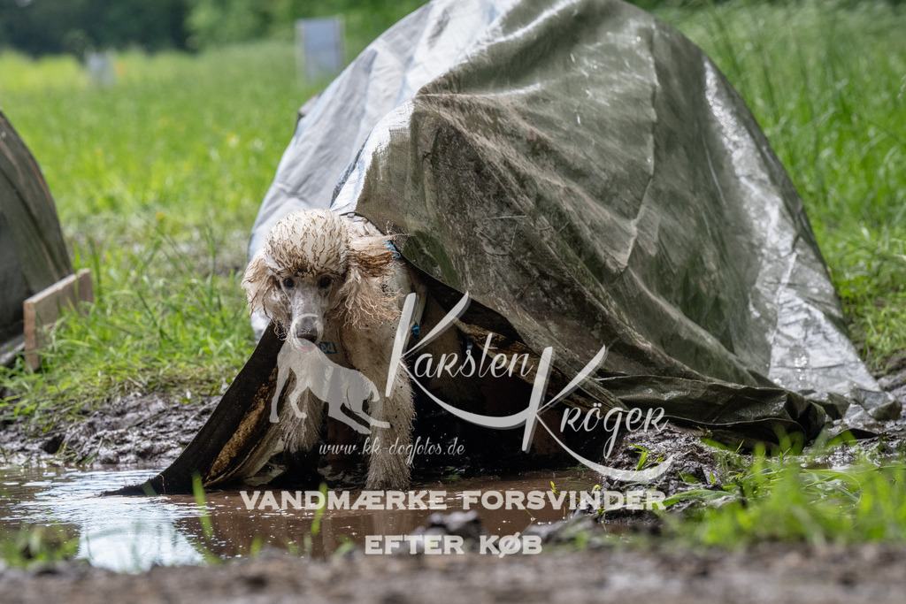 1102_ZZ91142 | kk-dogfotos