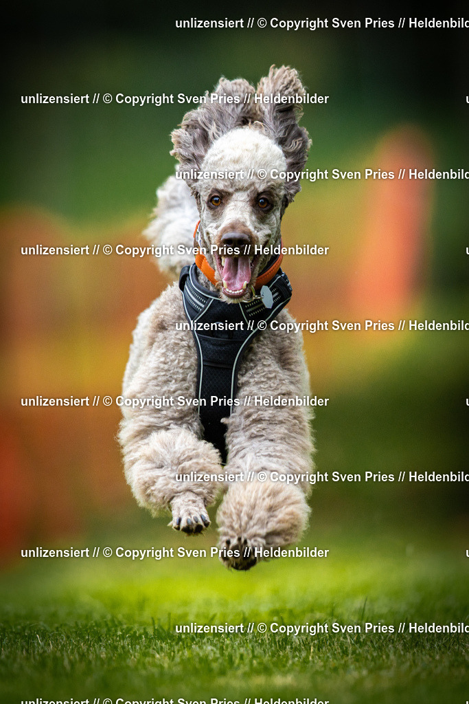 Sven Pries | 2025-09-21 - Hunderennen Baden-Oos - Realisiert mit Pictrs.com