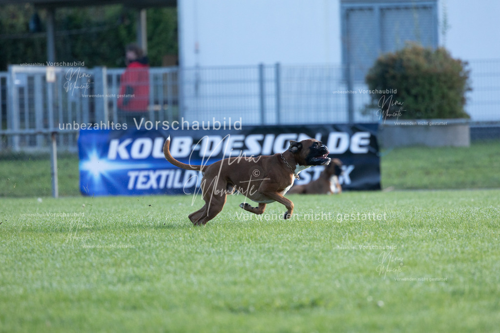 _16A6215 | Einzigartige Fotos von Hunden & Menschen –Actionfotos, Portraits, Vereinsaufnahmen & Paarshootings – authentisch, lebendig & mit Herz.