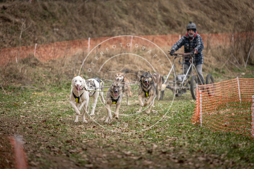 Pfotenfotografie_DV3A6467 | Hundefotografie, Tierfotograf, Pfotenfotografie, Fotoshooting Hund, Hunde Portrait, Hundesport, Hundeportraits, Heideshooting, Hunde, Sportfotograf, Hundefotograf, Turnierhundsport, THS,  - Realisiert mit Pictrs.com