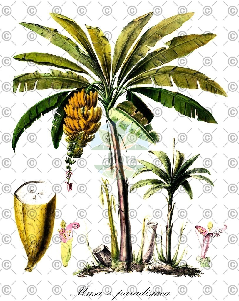 HistAbb_wfo-0000374733_2_ENZY_Simple | Historische Abbildung von Musa × paradisiaca - Musaceae | Historical Illustration of Musa × paradisiaca - Musaceae