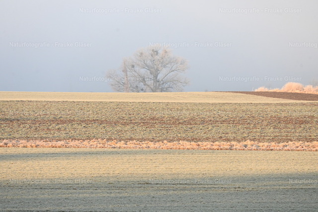 Winter in Bornum  | Naturfotografie Frauke Gläser - Realisiert mit Pictrs.com