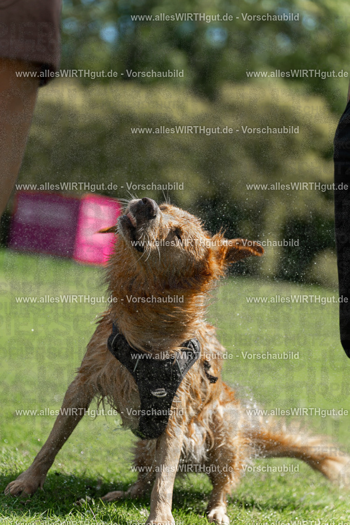 Hundeschwimmen_Volksbad_2026-allesWIRTHgut_Tierfotografie-2609061208-111800-7R500206 | Professionelle Tierfotografie in Mönchengladbach von Daniel Wirth (allesWIRTHgut). Liebevolle & natürliche Bilder von Hunden & Katzen für unvergessliche Erinnerungen.