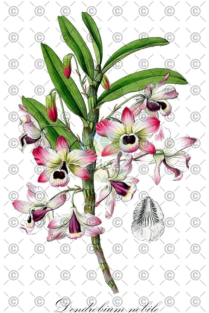 HistAbb_wfo-0000941035_1_ENZY_Simple | Historische Abbildung von Dendrobium nobile - Orchidaceae | Historical Illustration of Dendrobium nobile - Orchidaceae